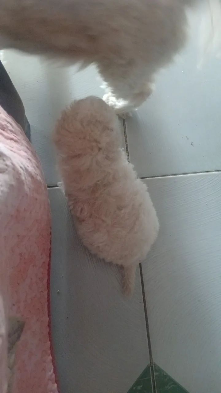 Cachorro