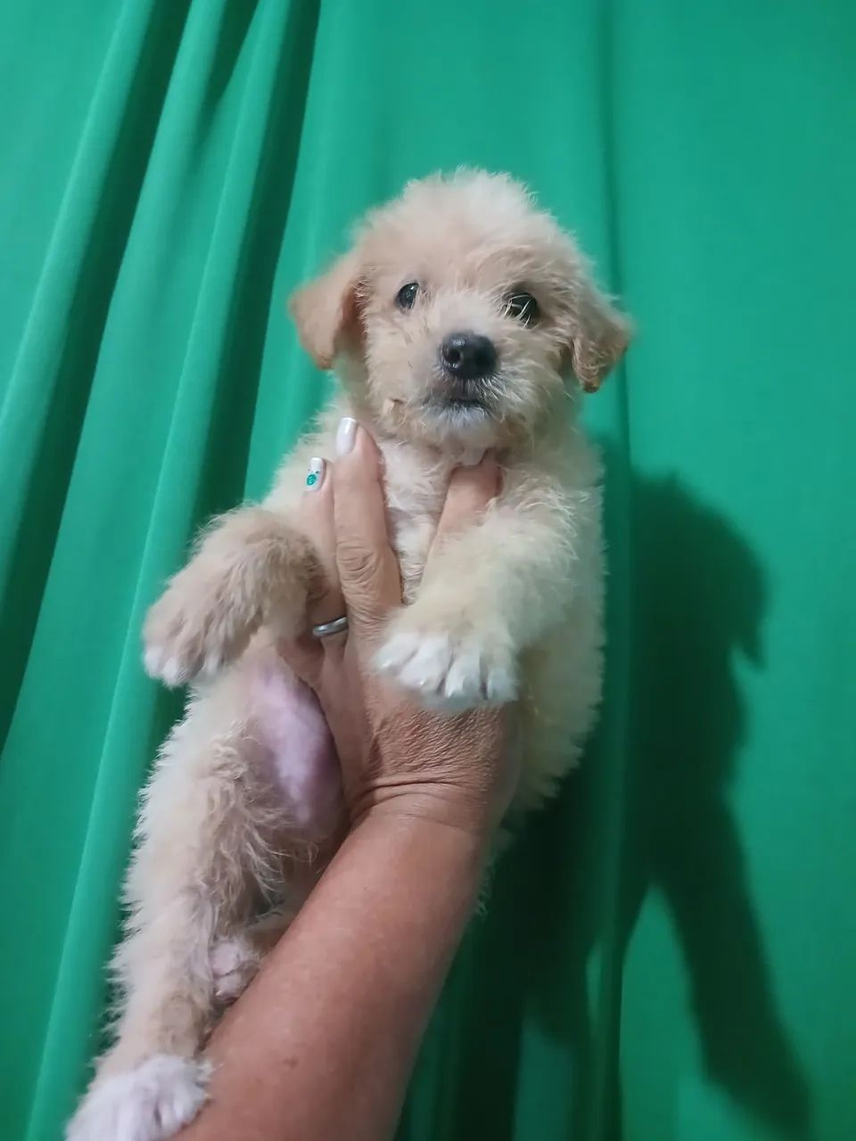 Poodle toy  macho original de pai e mae