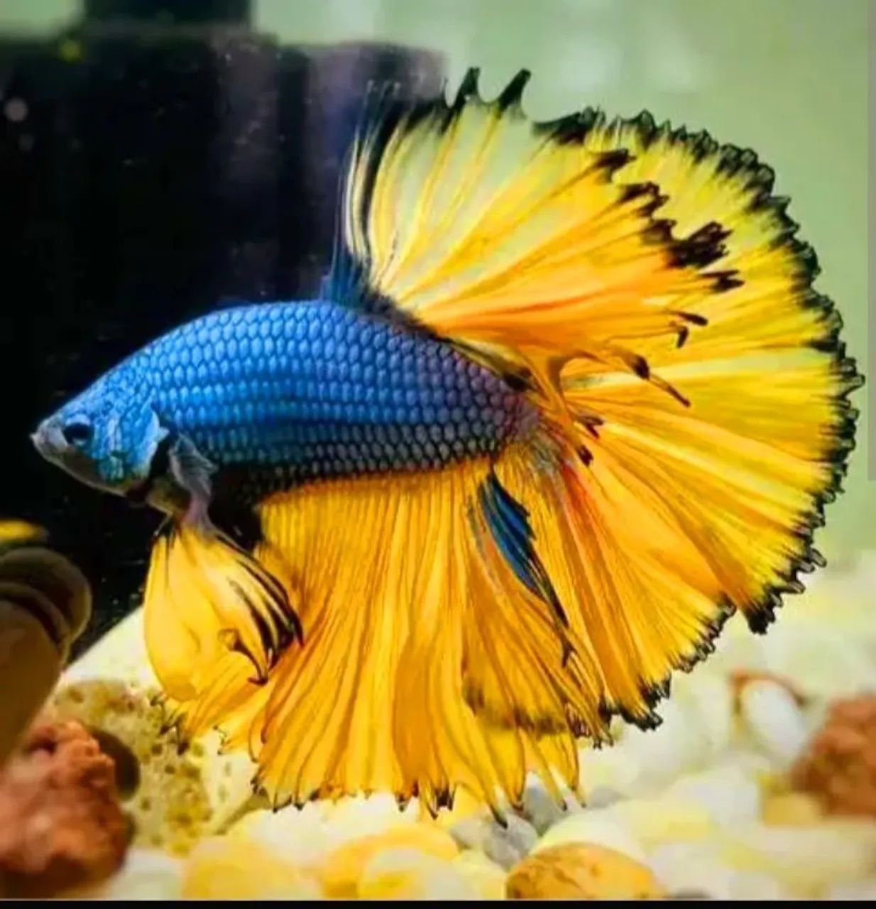 betta splendens - Foto 4