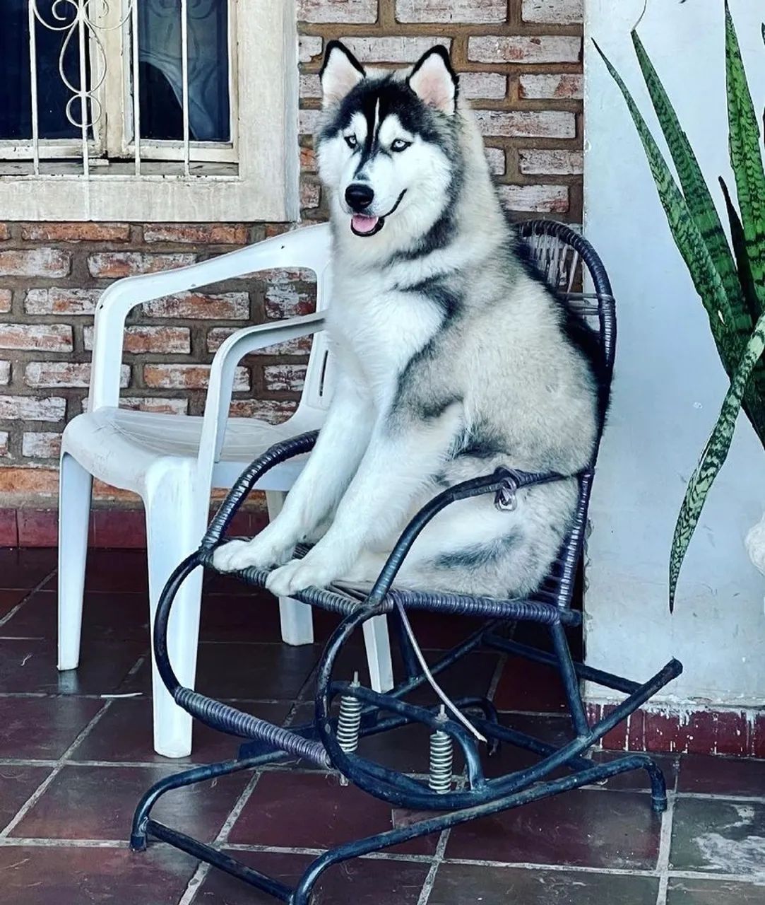 HUSKY SIBERIANO PURO   - Foto 4