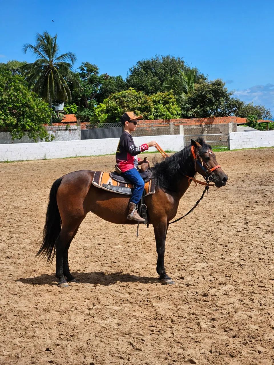 Égua 7 anos | Tambor | Iniciante - Foto 5