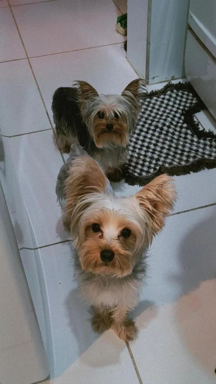 Yorkshire Shire Terrier bibelô 