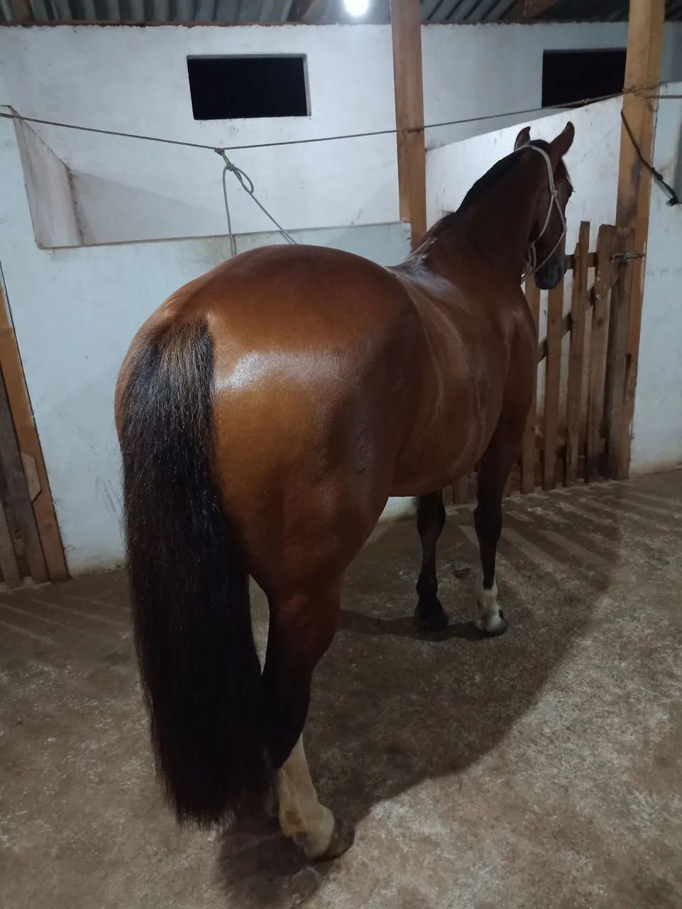 Égua Crioula - Foto 2