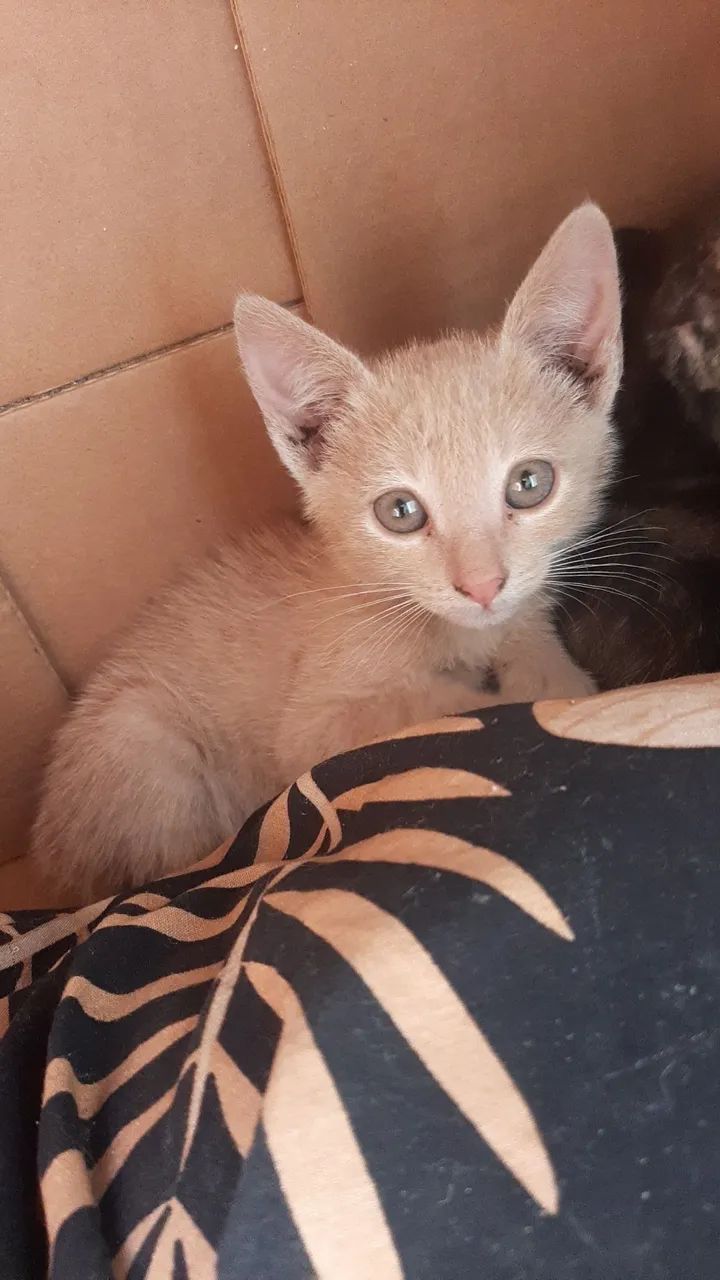 Gatinhos - Foto 2