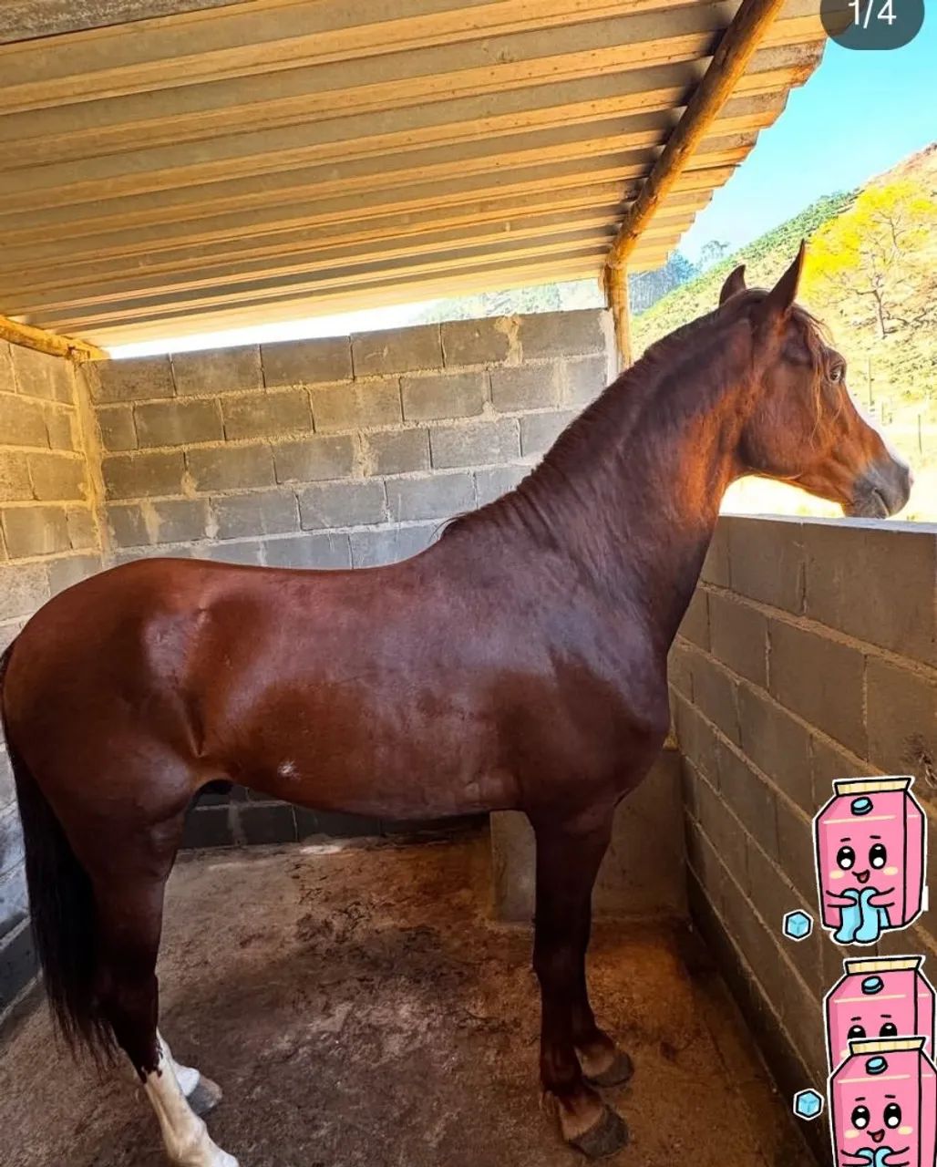 Cavalo manso de sela e carroça com defeito caí com a carroça em descida,empaca na sela etc