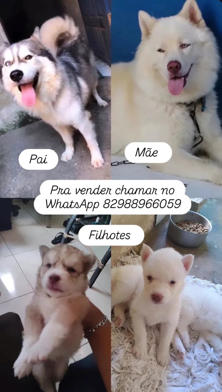 Cachorro  - Foto 4