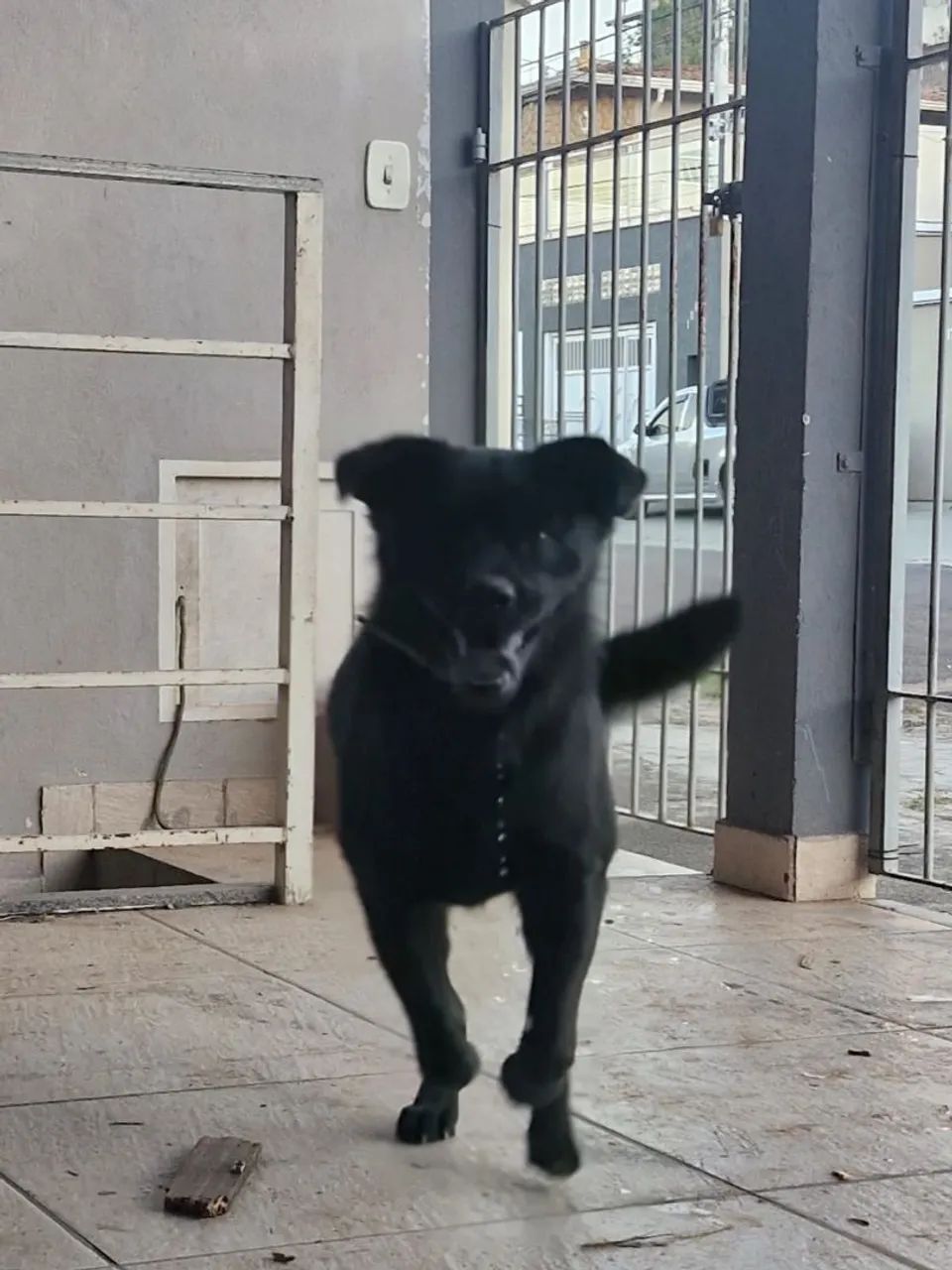 Doa-se cachorra - Foto 2