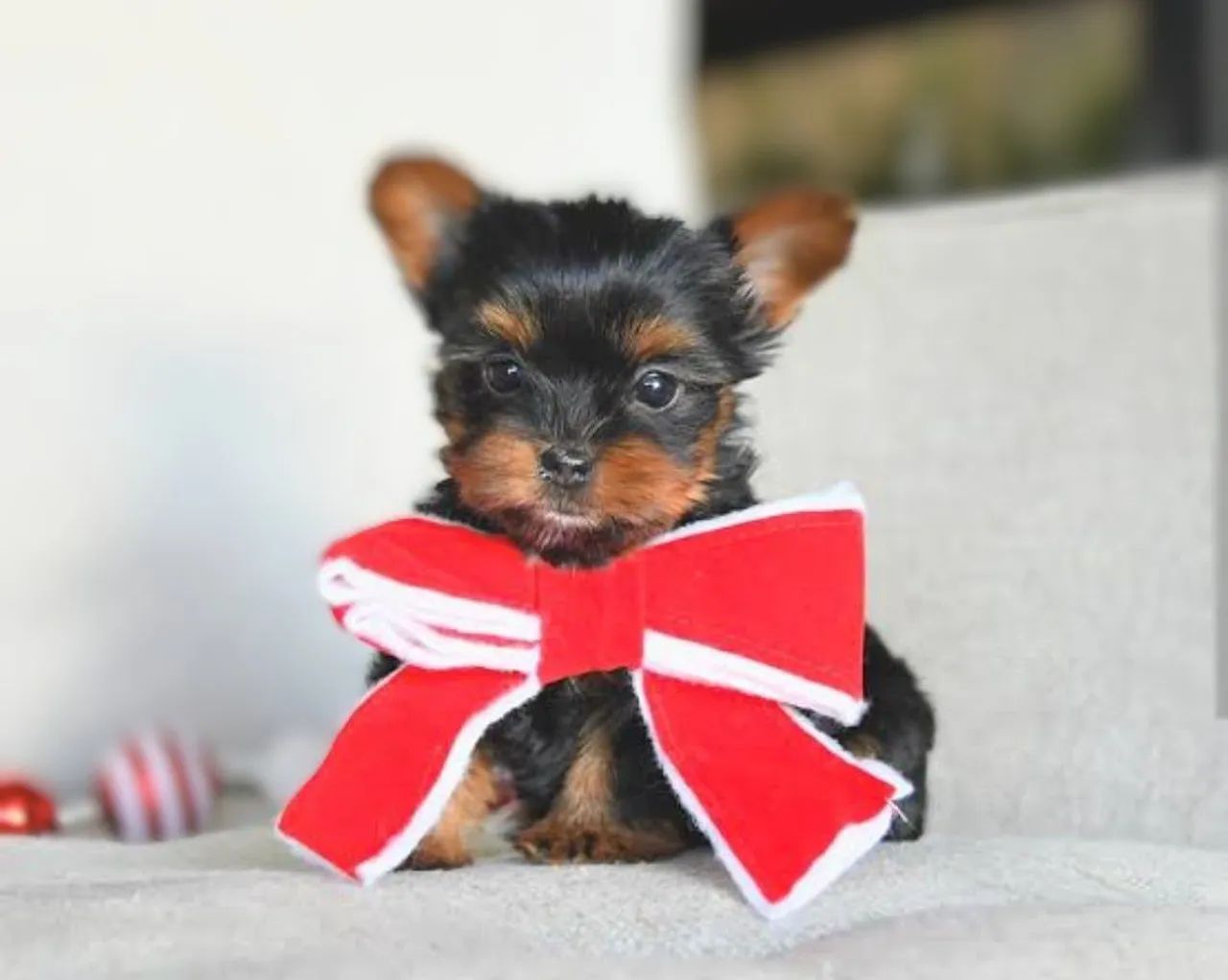Micro yorkshire terrier registrados!