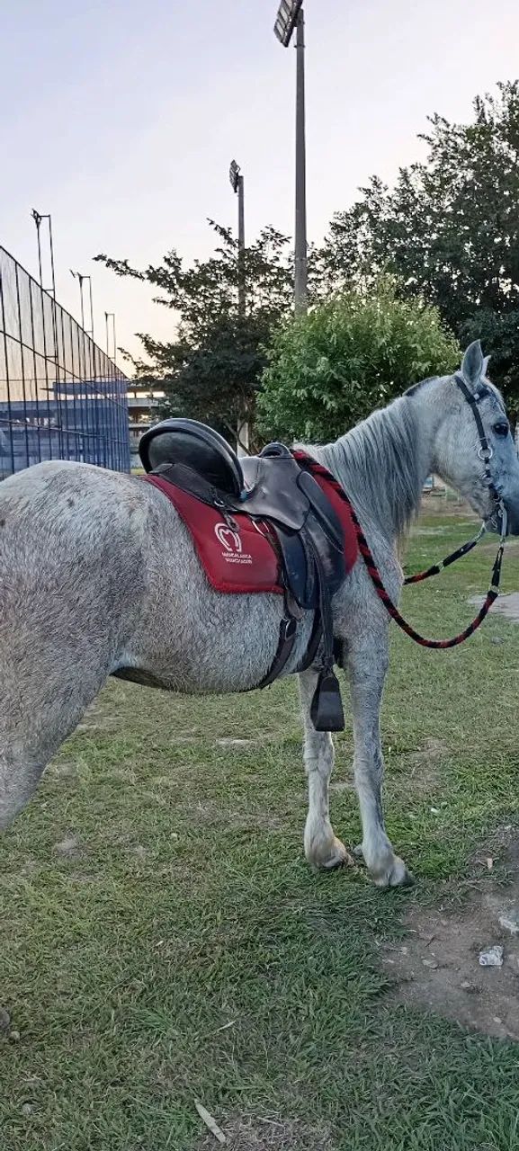 Cavalo p venda ou rolo em iPhone ou algo do meu interesse 