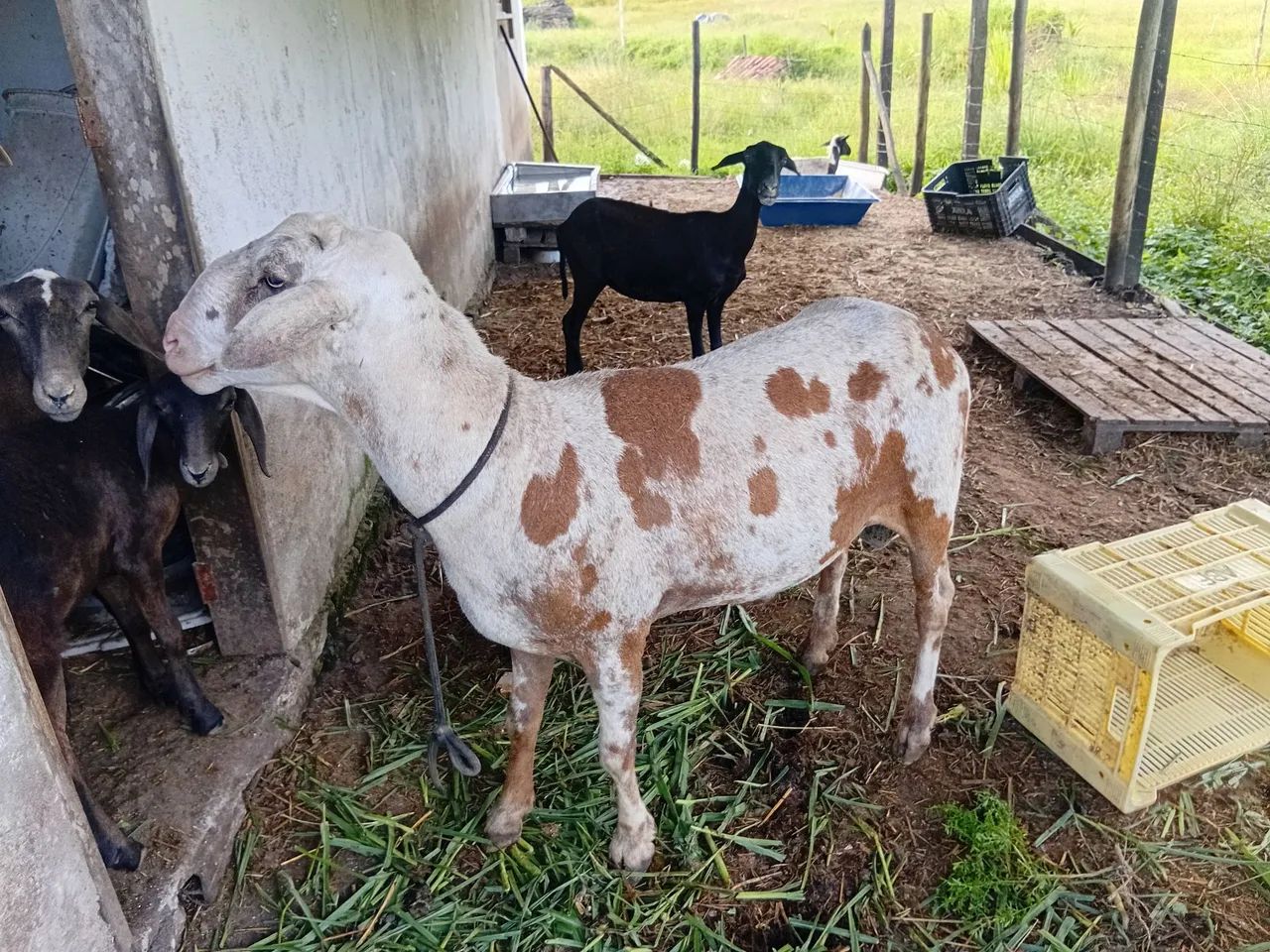 Carneiro e ovelhas 