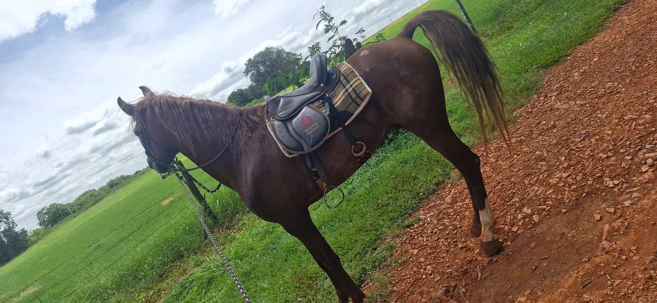 Mangalarga paulista garanhão - Foto 2