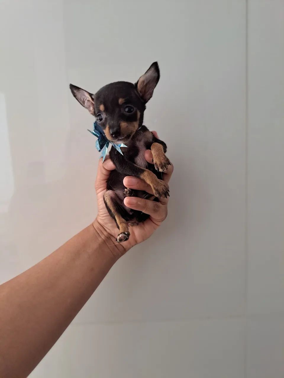 O menor pinscher zero  - Foto 4