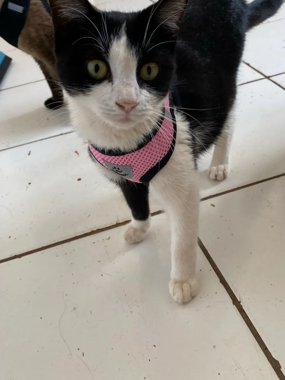 Gatos  - Foto 5