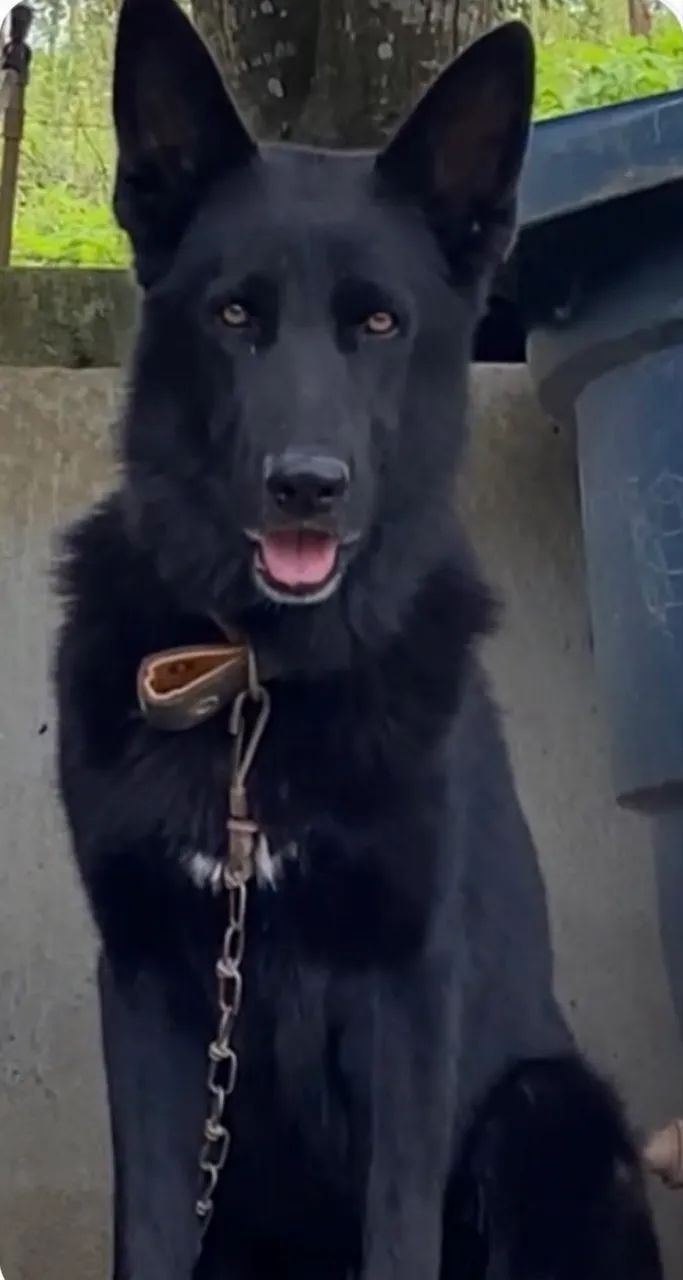 Cães Pastor e Belga  - Foto 5