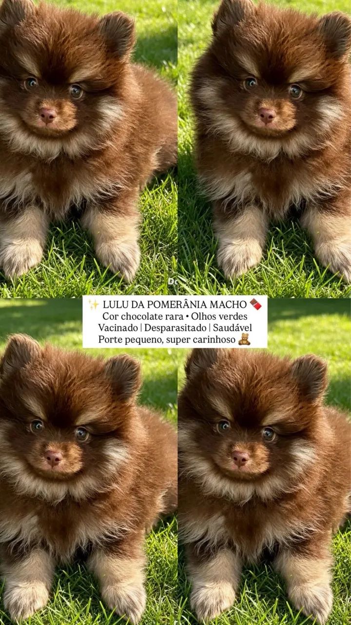 Spitz alemão anão macho 