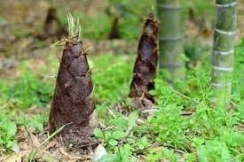 Broto de bambu 