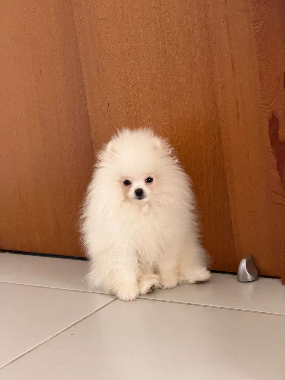 Lulu da pomeranea  - Foto 2