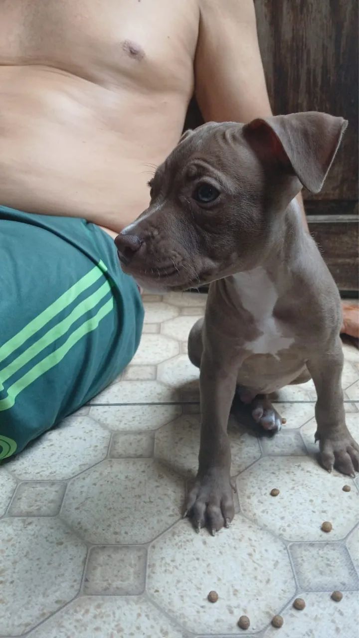 FILHOTE DE PITBULL PRA VENDER RÁPIDO/ macho 