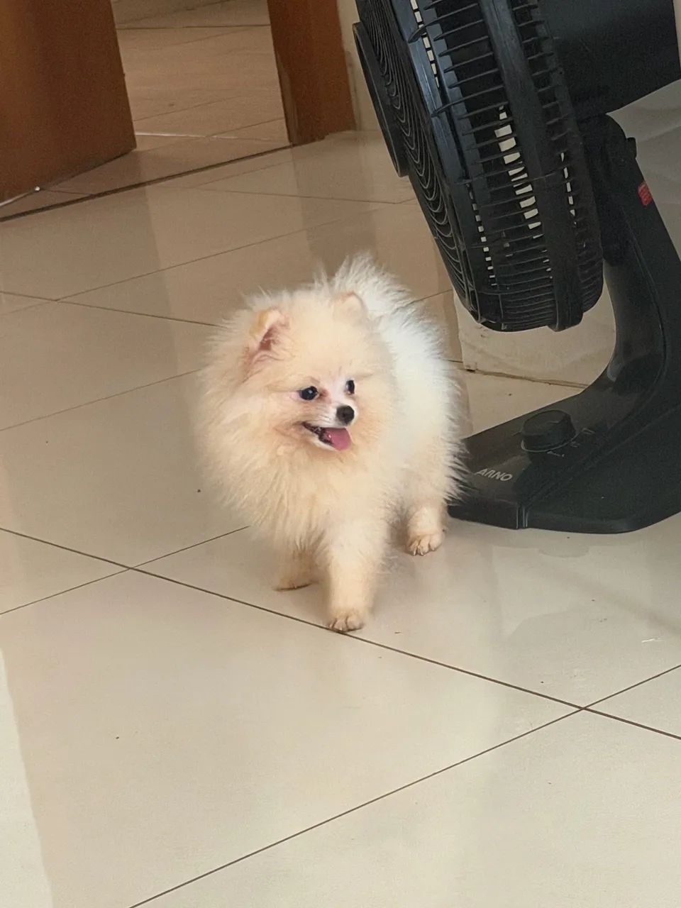 Spitz alemão 