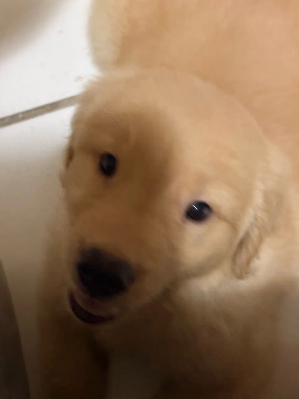 Golden Retriever com Pedigree - Foto 3