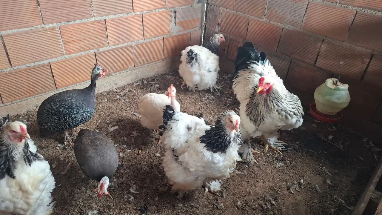 Pintinhos  - Foto 2