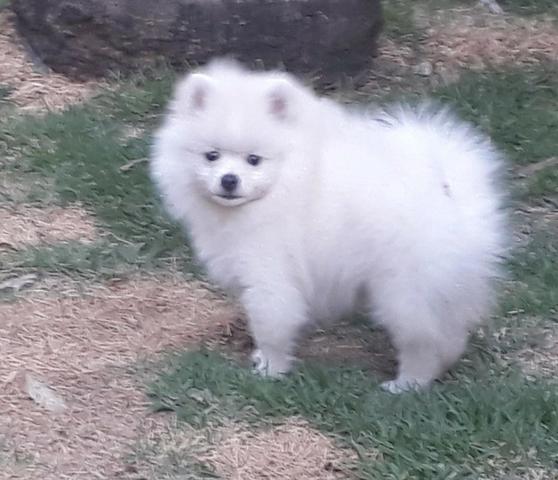 Spitz Alemão Macho Branco (11) 94320.6743 Whats