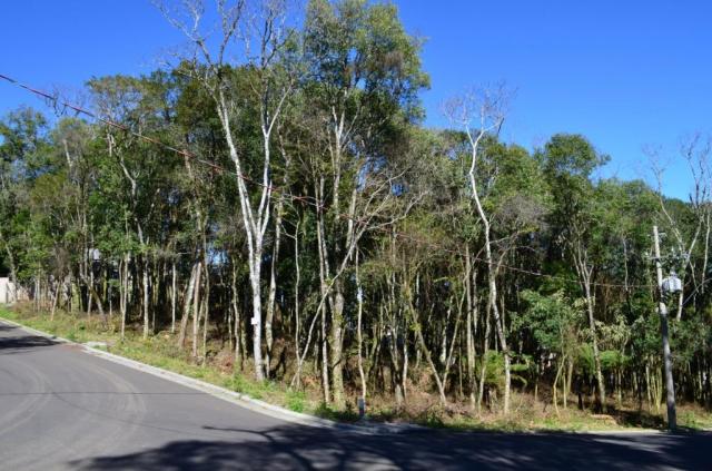 Terreno residencial à venda, floresta, gramado.