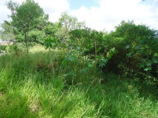 Terreno à venda em Aberta dos morros, Porto alegre cod:MI17332 - Foto 7