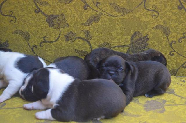 Bulldog Frances - Foto 4