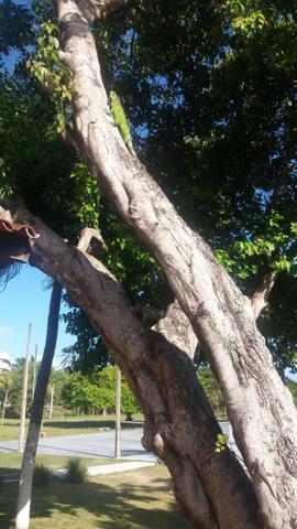 Terreno condomínio fechado Barramares em cotovelo - Foto 3