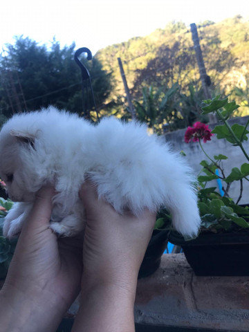Spitz alemão anão macho reserve ja seu bebe e receba via aerea - Foto 2