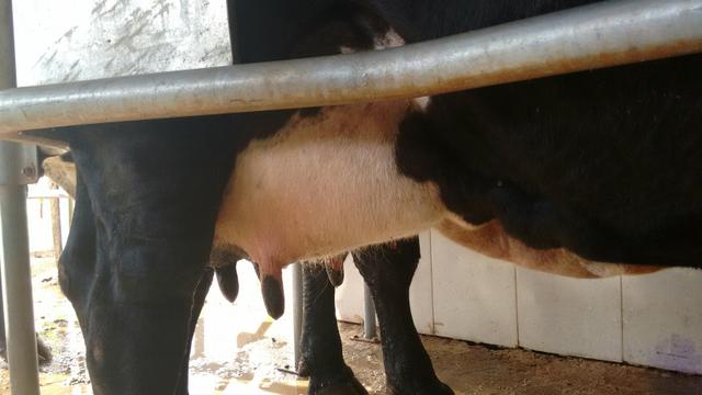 Vacas leiteiras e novilhas, imposto e frete grátis gado em Minas - Foto 4