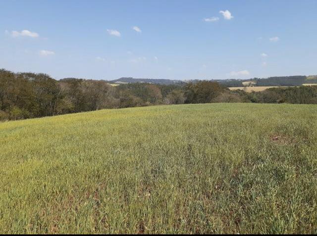 Sítio 6 alqueires em Santa Maria a 30km de Cascavel.