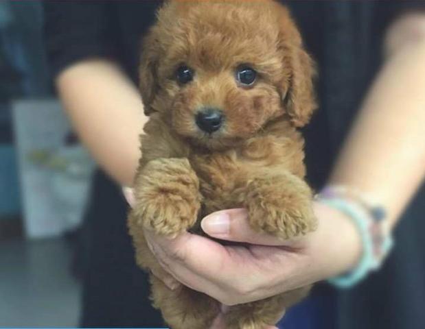 Resultado de imagem para cachorro poodle toy caramelo