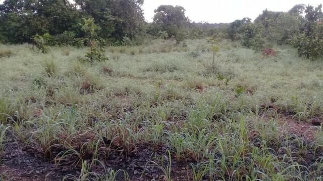 FAzenda de 234 alqueires na região de goianorte - Foto 9
