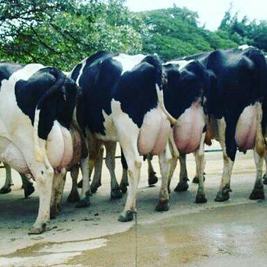 Vacas leiteiras e novilhas, imposto e frete grátis gado em Minas