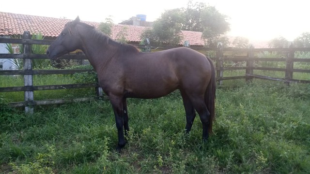 CAVALO MM / QM Castrado 