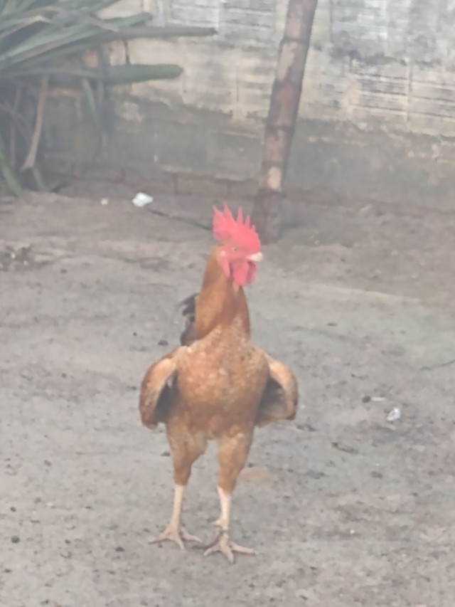 Vendo seis galinhas  caipira e um galo R$200