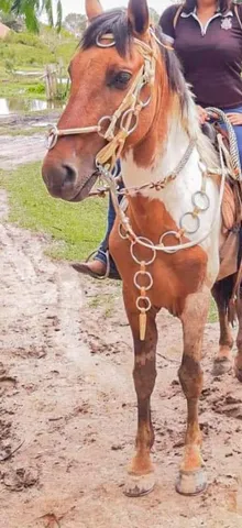 Traia de cavalo  +63 anúncios na OLX Brasil