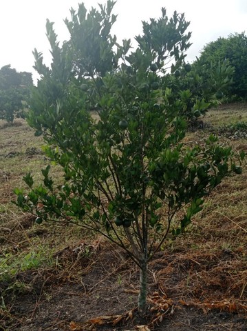 Vende se Sitio de 03 Tarefas em Sapeaçu  Bahia 