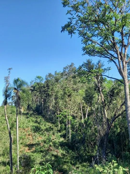 foto - Ponta Grossa - Cará-cará