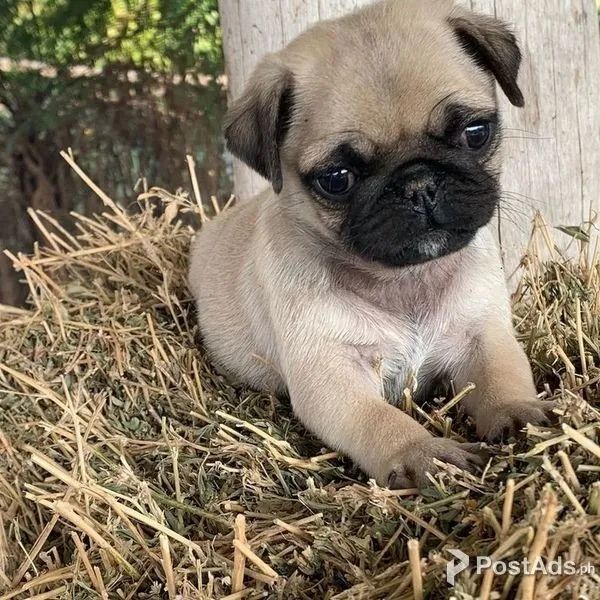 Bebes Lindos de Pug Macho e Fêmea  - Foto 2