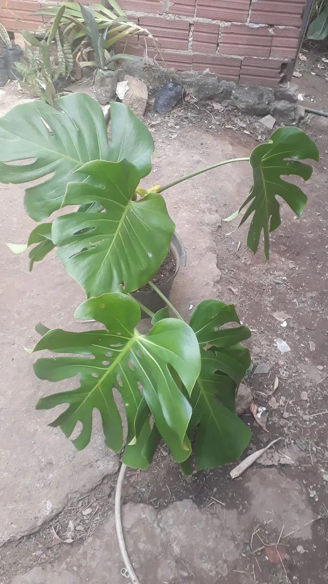 Plantas mudas - Foto 4