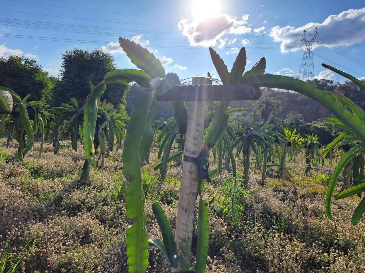 Muda de pitaya64299972455811121