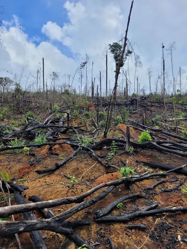VENDO 100 ALQUEIRES NA VILA DO SAMUEL - Foto 8