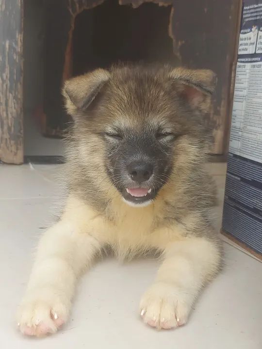 Filhote de Husky Siberiano com akita - Foto 2