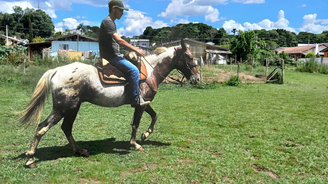 Cavalo apalossa 7 anos 