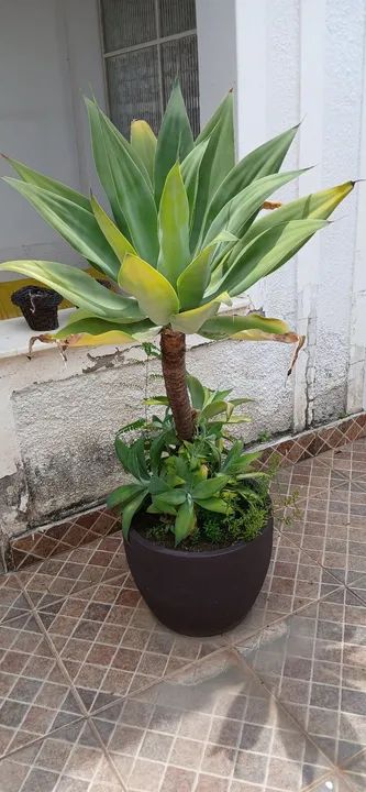 vaso de polietileno com coqueiro agarve dragão - Foto 5