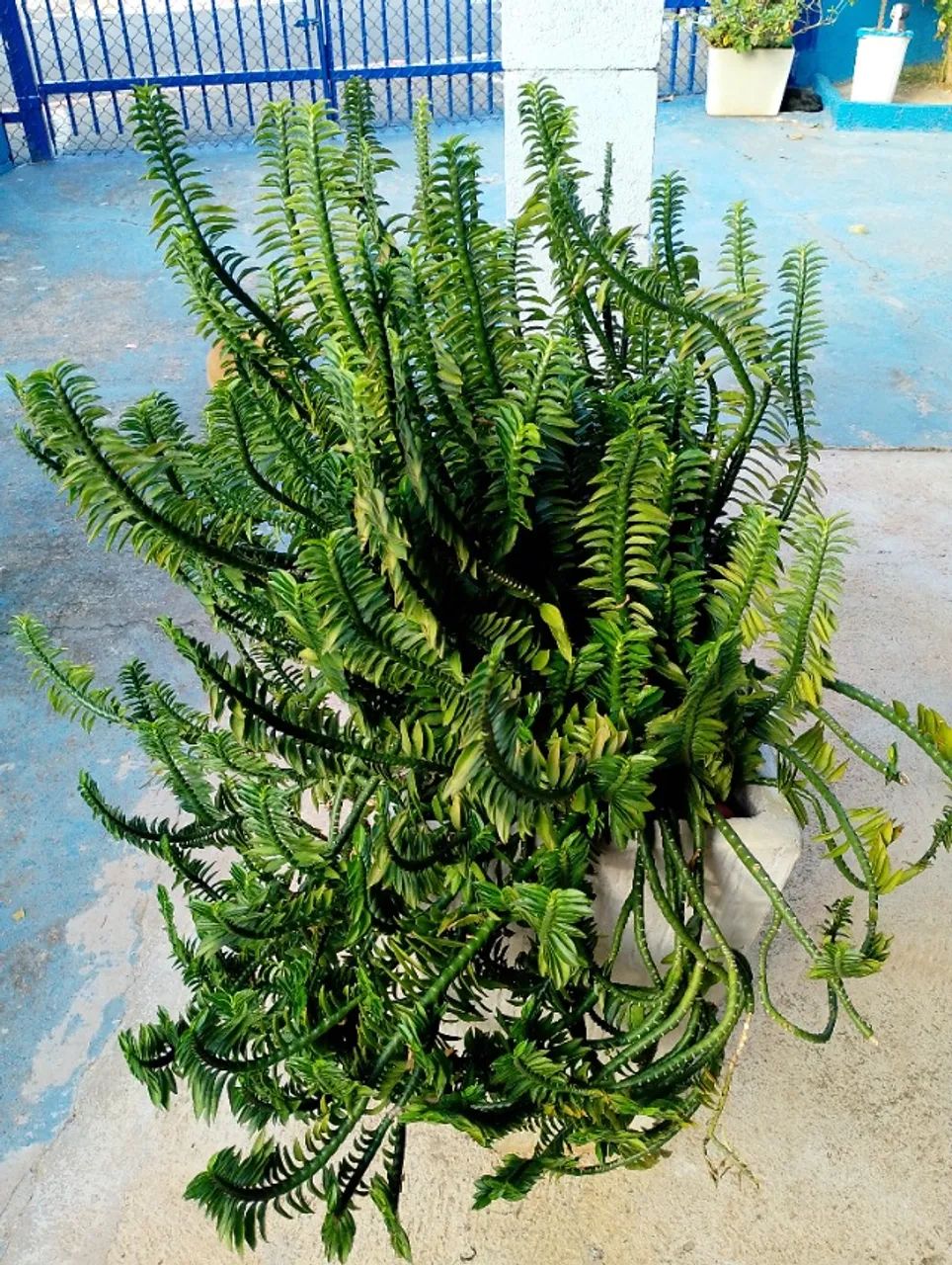 Planta Samambaia Centopeia - Foto 4