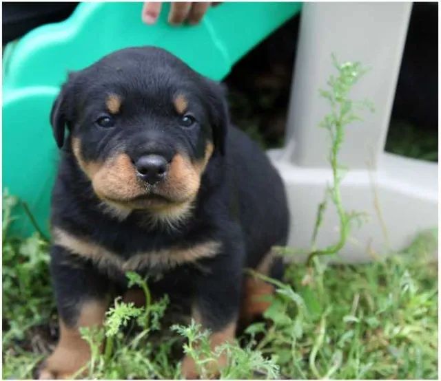 Rottweiler Padrão CBKC - Foto 3